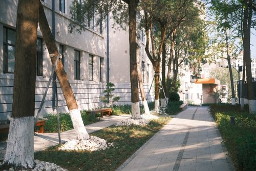 Free Peaceful tree-lined path beside building with soft sunlight. Stock Photo