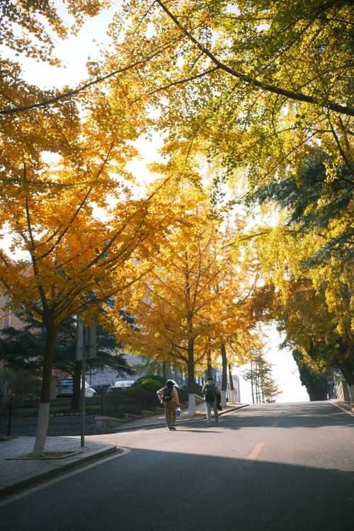 Free A serene autumn street scene with pedestrians among golden-leaved trees, capturing the essence of fall. Stock Photo