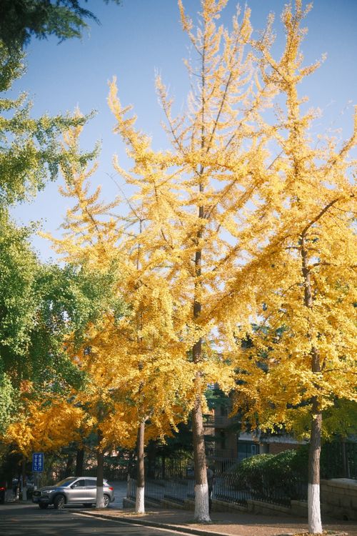 Free Beautiful gold autumn ginkgo trees line a sunny street, showcasing vibrant fall colors. Stock Photo