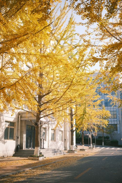 Free Beautiful yellow ginkgo trees in fall line a quiet urban street under clear skies. Stock Photo