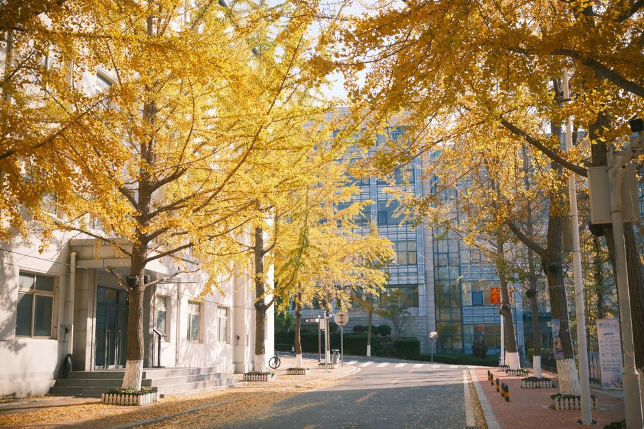 Gangnam Apgujeong street view with gingko trees and contemporary architecture