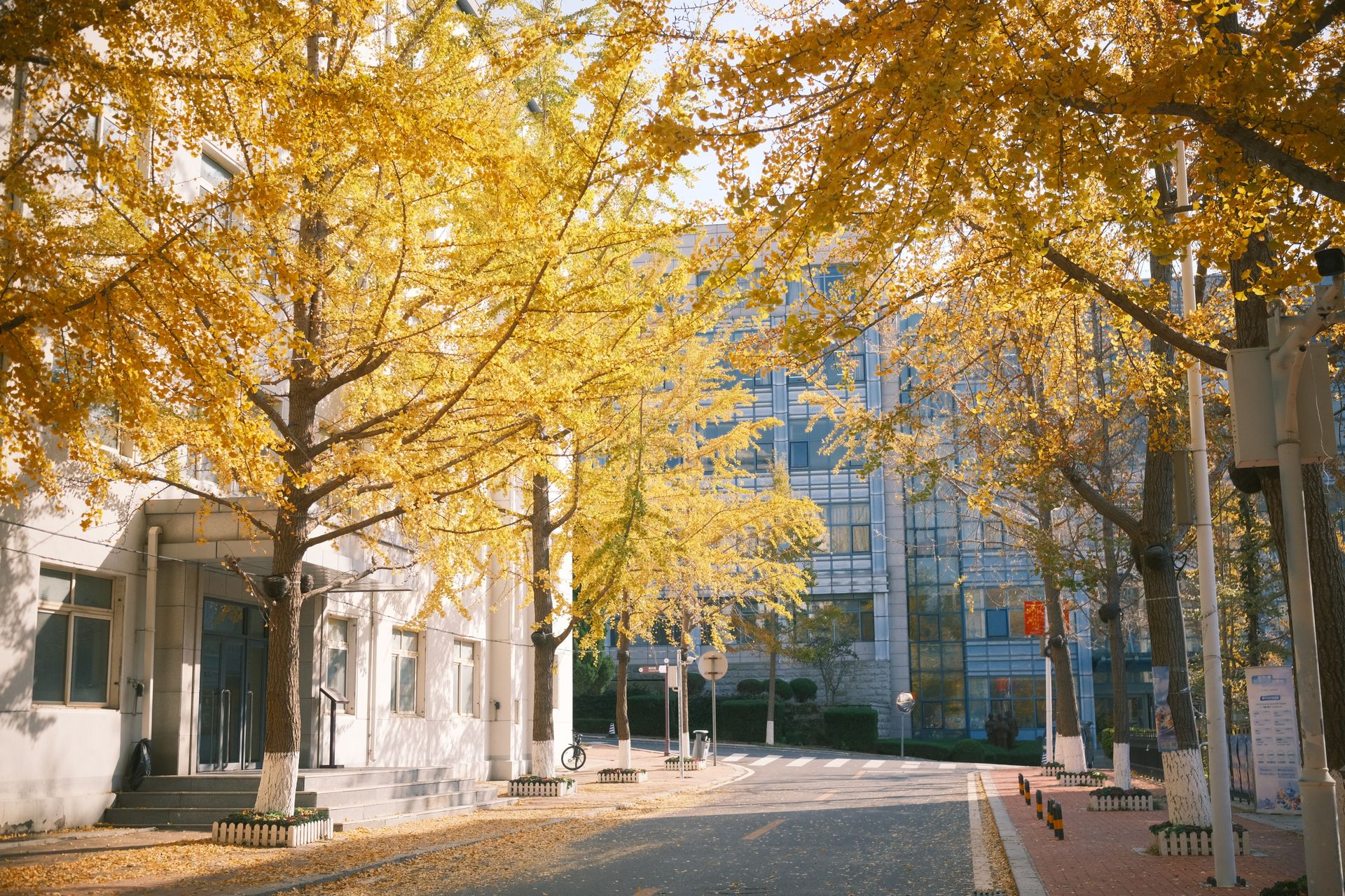 Peaceful urban street lined with vibrant yellow ginkgo trees in autumn.
