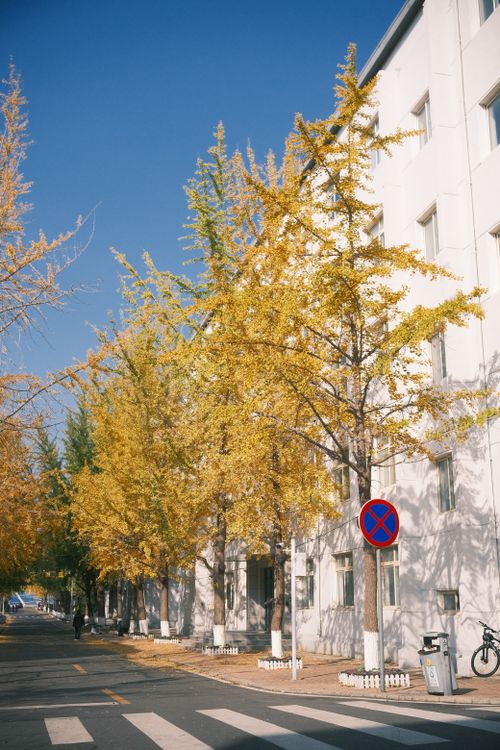 Free An urban street lined with yellow autumn trees and a prominent no parking sign. Stock Photo