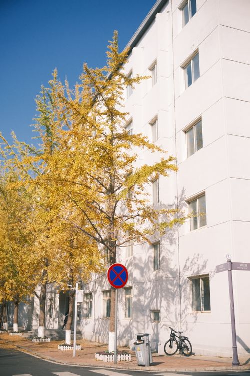 Free A sunny urban street scene with autumn trees and bicycles beside a modern building. Stock Photo