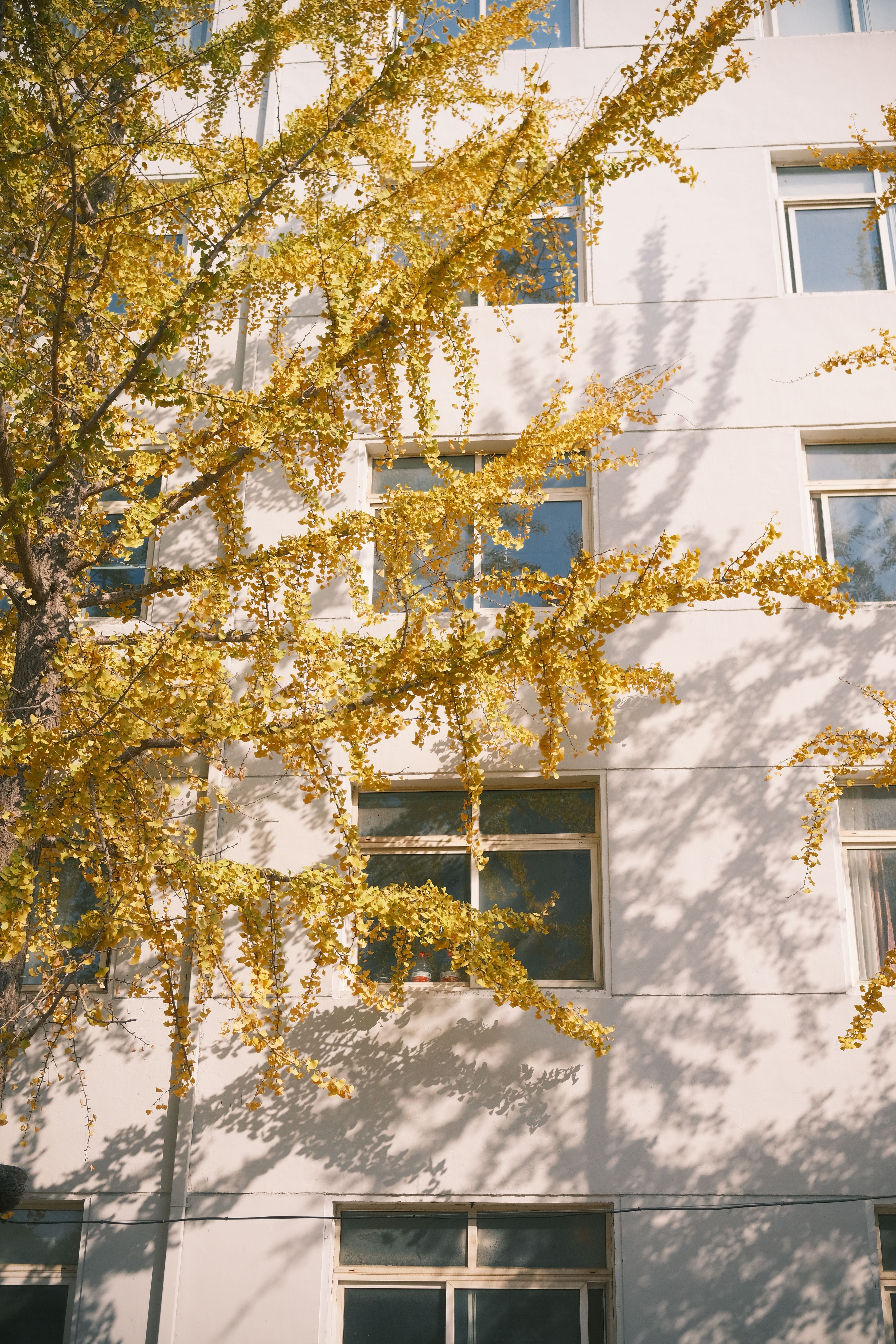 Golden Fall Leaves Against Urban Building · Free Stock Photo