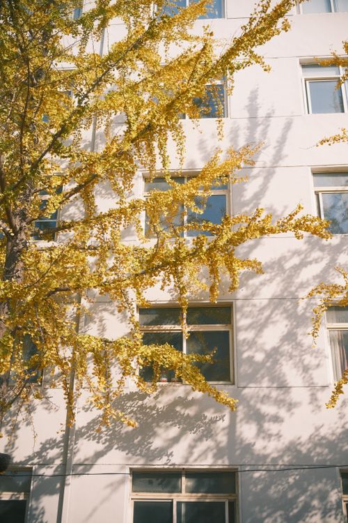 Free Bright autumn leaves contrast with urban architecture, highlighting the season's beauty. Stock Photo
