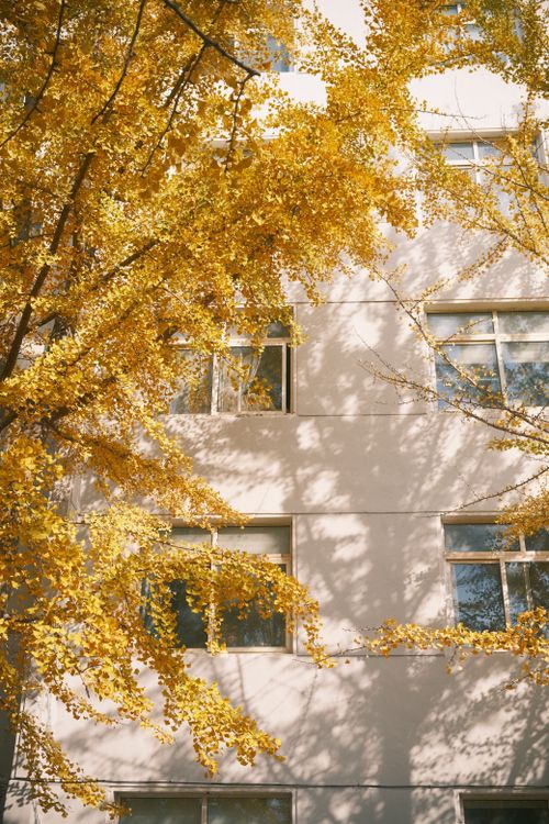 Free Golden autumn leaves cast shadows on a modern building facade, creating a serene urban scene. Stock Photo
