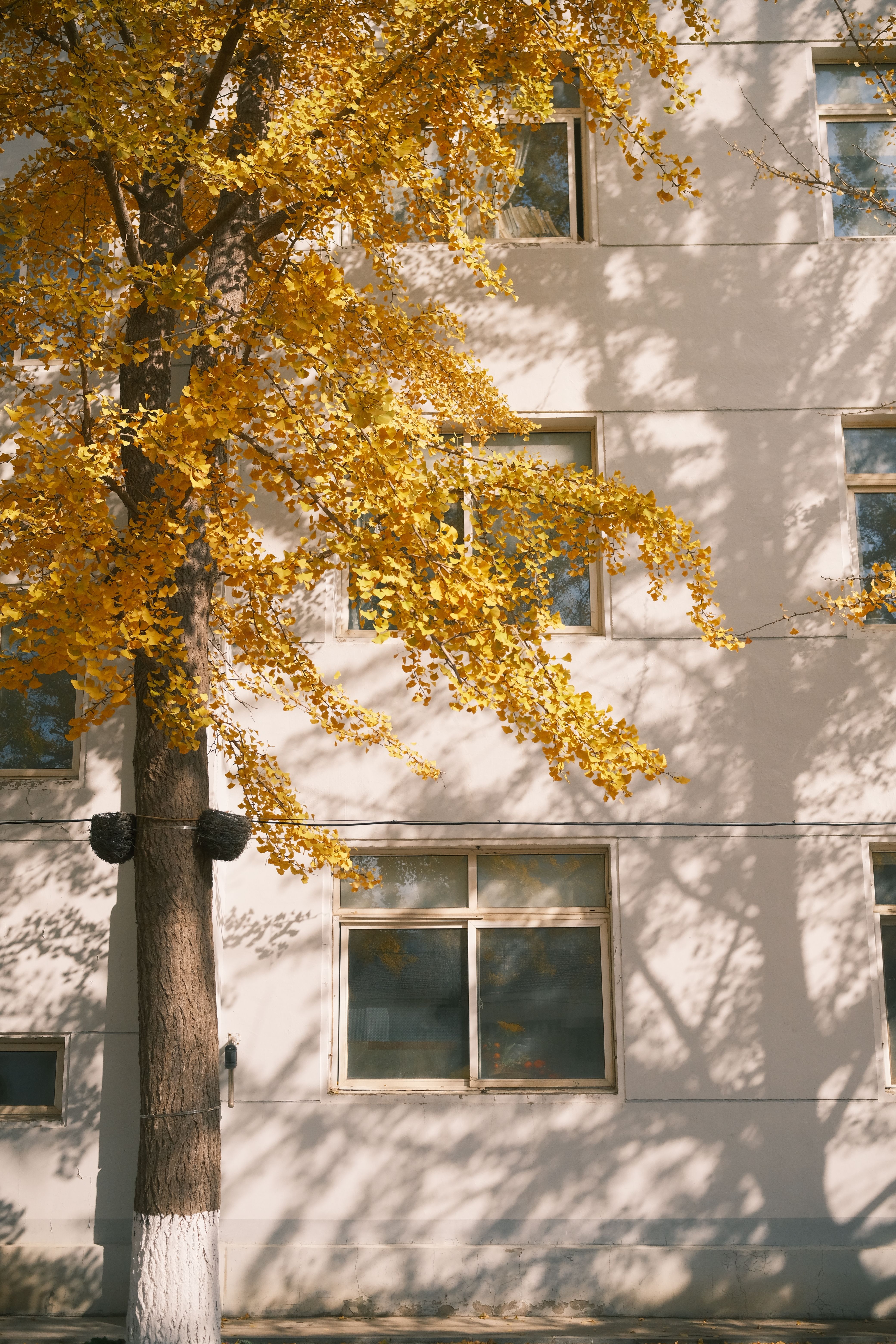 Urban Autumn Scene with Golden Foliage · Free Stock Photo