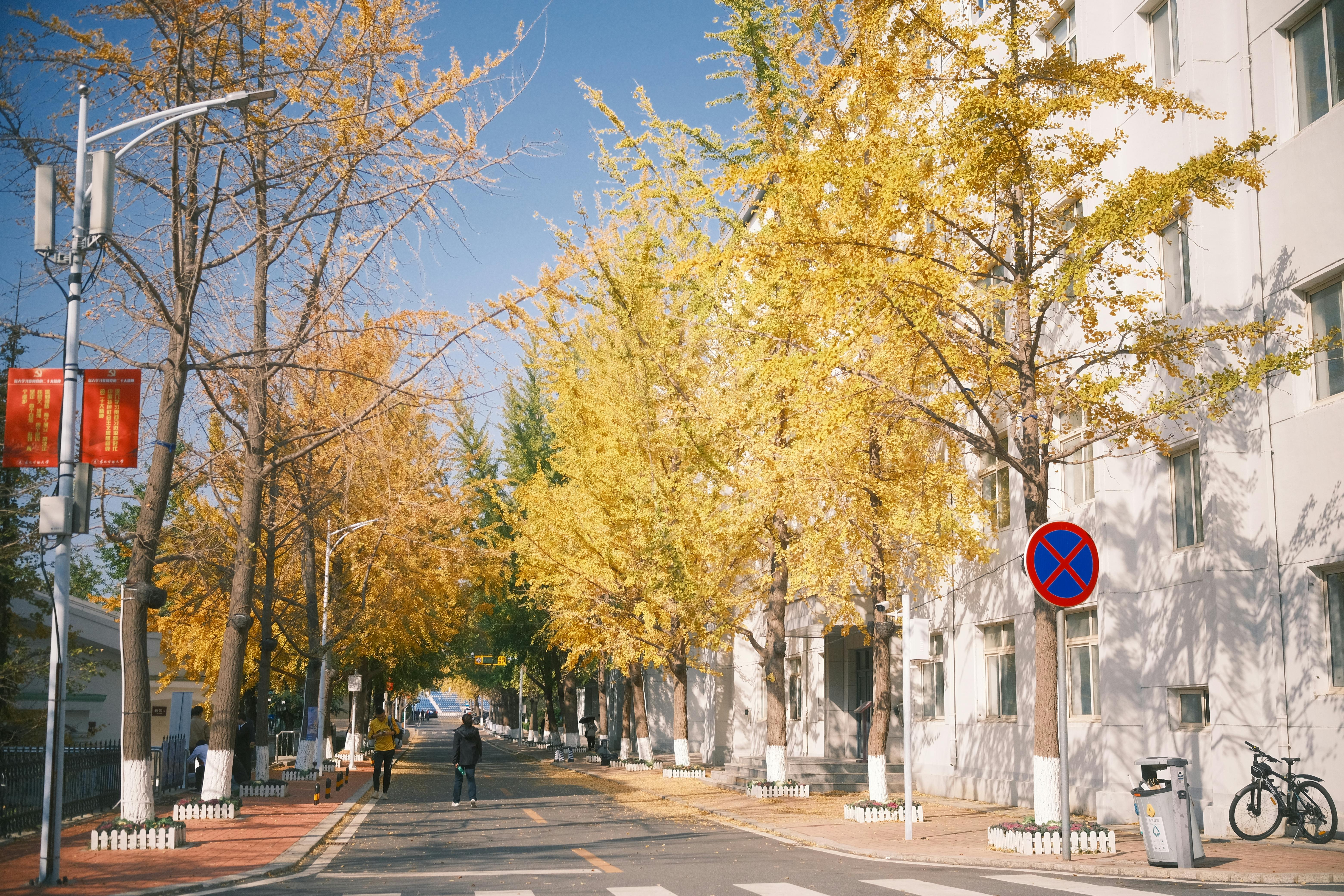 Garosu-gil ginkgo-tree-lined street with low-rise shops on an autumn afternoon