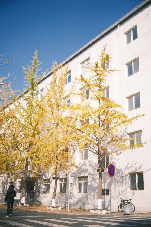 Free Street view with golden ginkgo trees and pedestrians, embodying a warm autumn day. Stock Photo