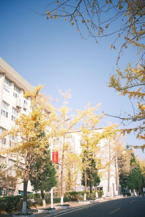 Free A peaceful city street lined with golden autumn trees under a clear blue sky. Stock Photo