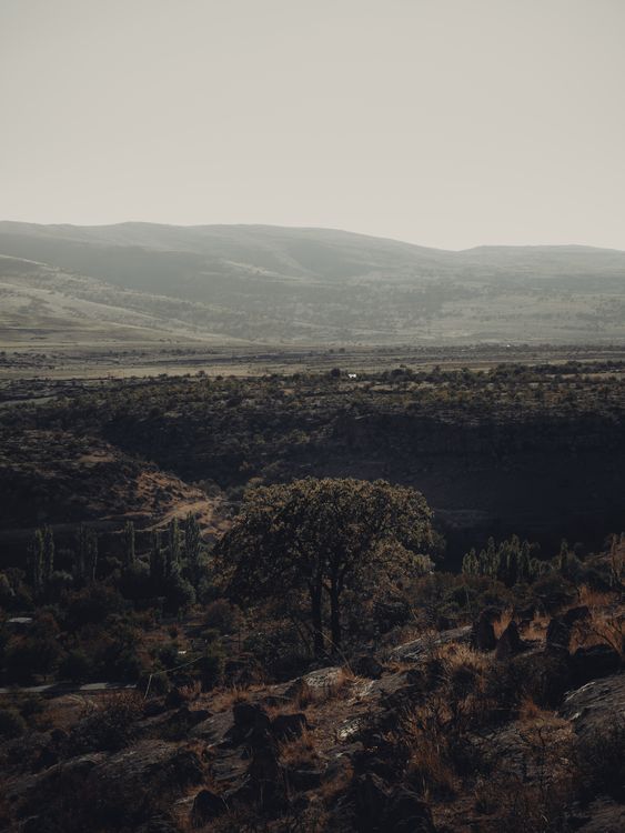 Serene Landscape with Lone Tree and Rolling Hills · Free Stock Photo