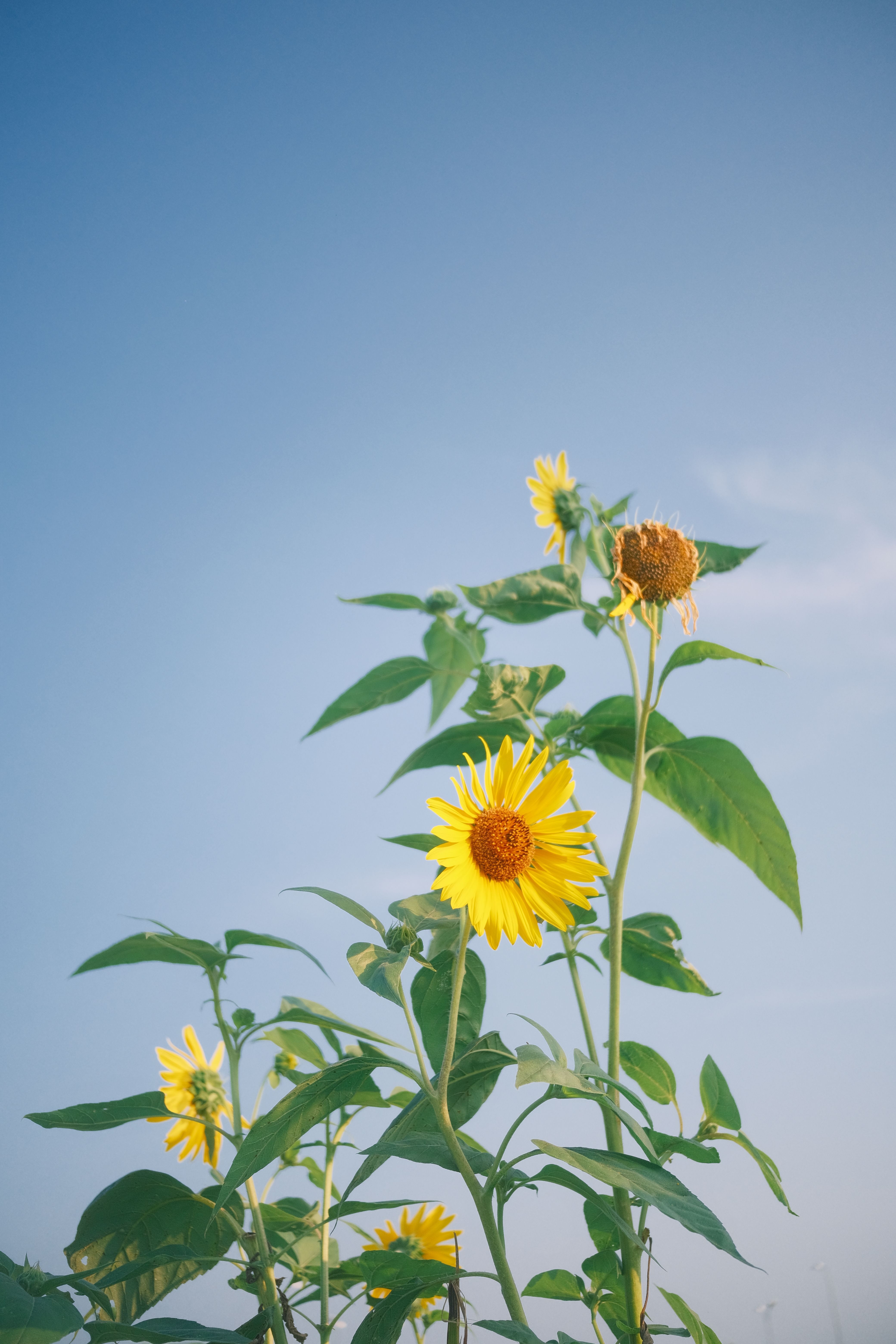 Vibrant Sunflower Field Under Clear Blue Sky · Free Stock Photo