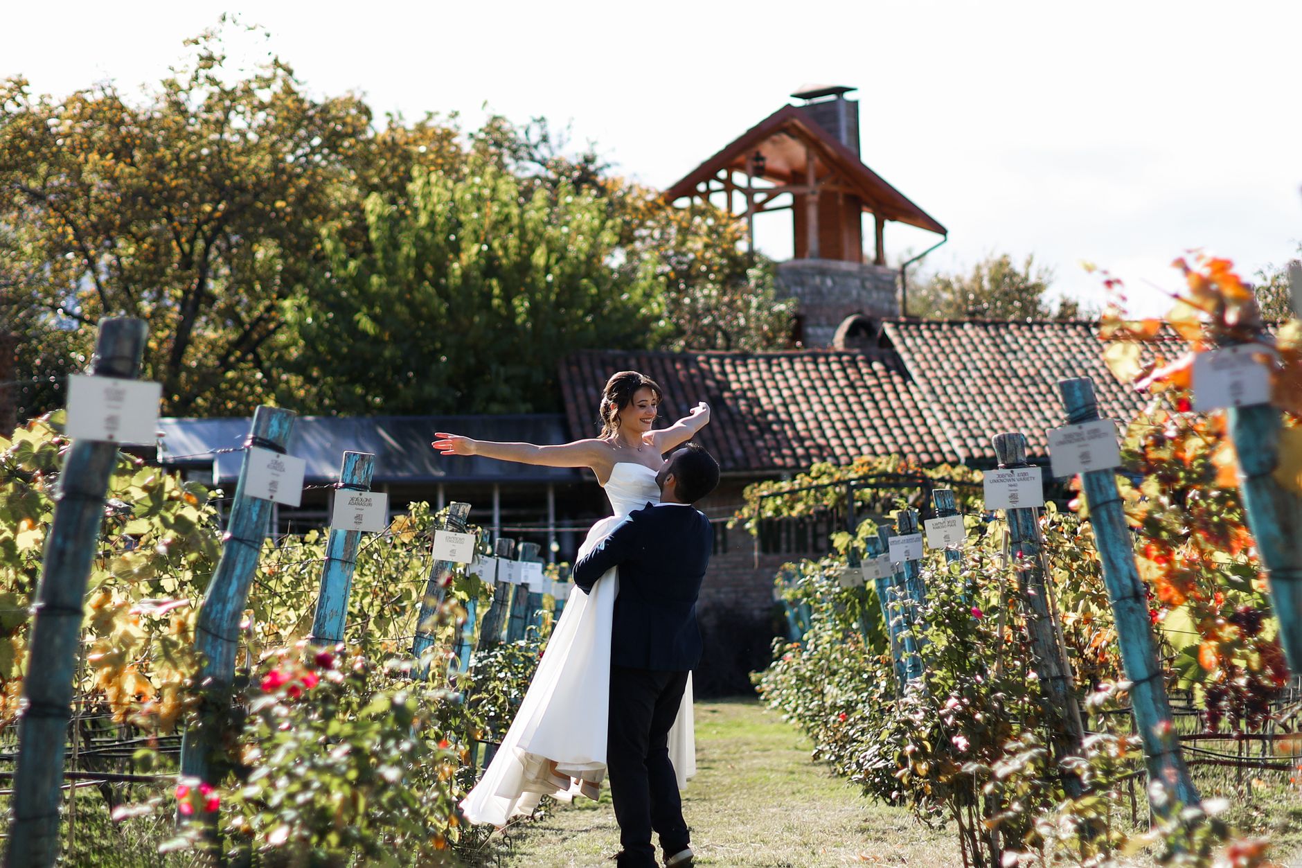 Bride and groom enjoying a romantic moment in a sunny vineyard wedding setting.