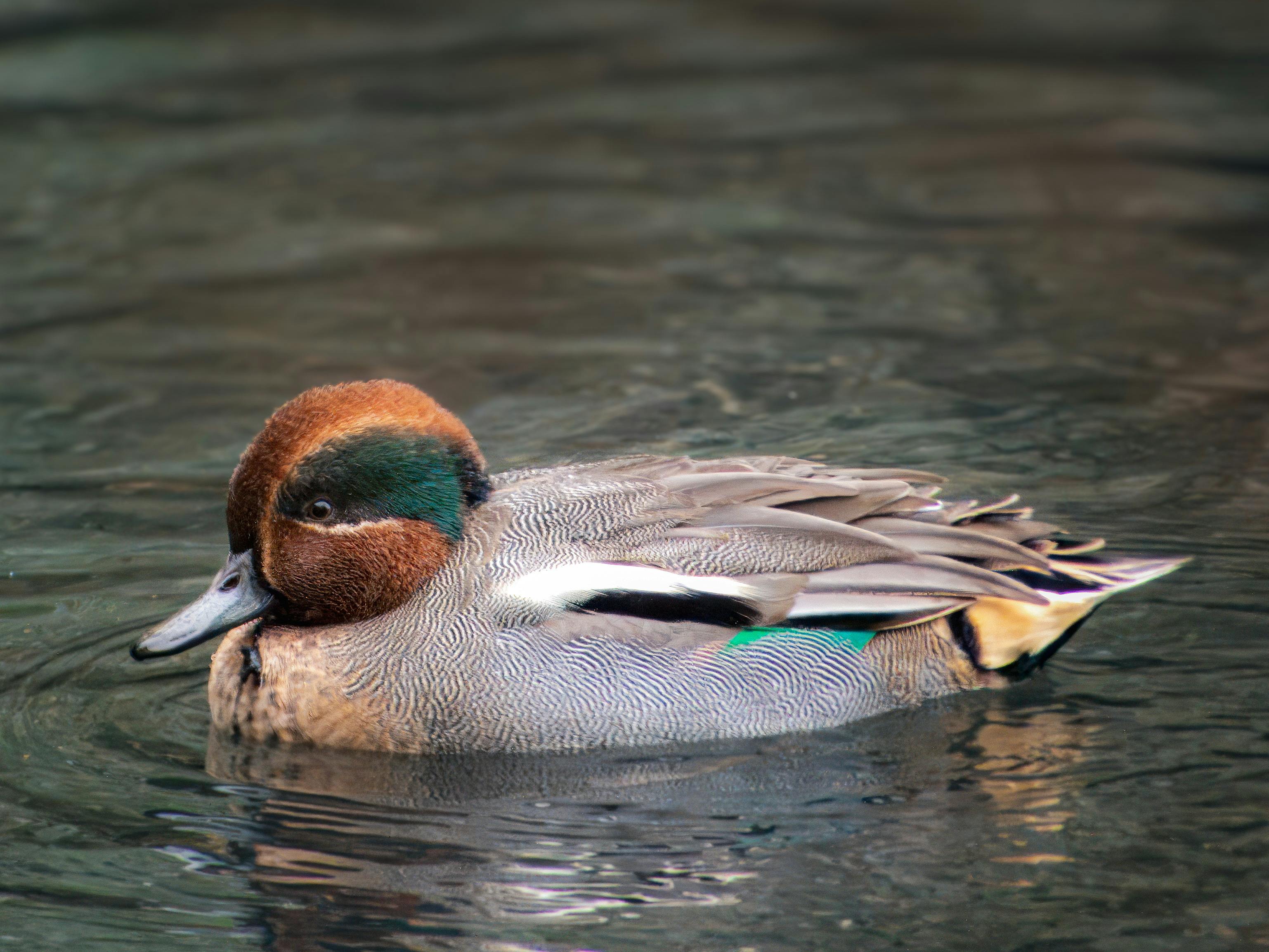 2012 Review of Drake Software — Drake Tax — Photo by Jimmyk photos on Pexels