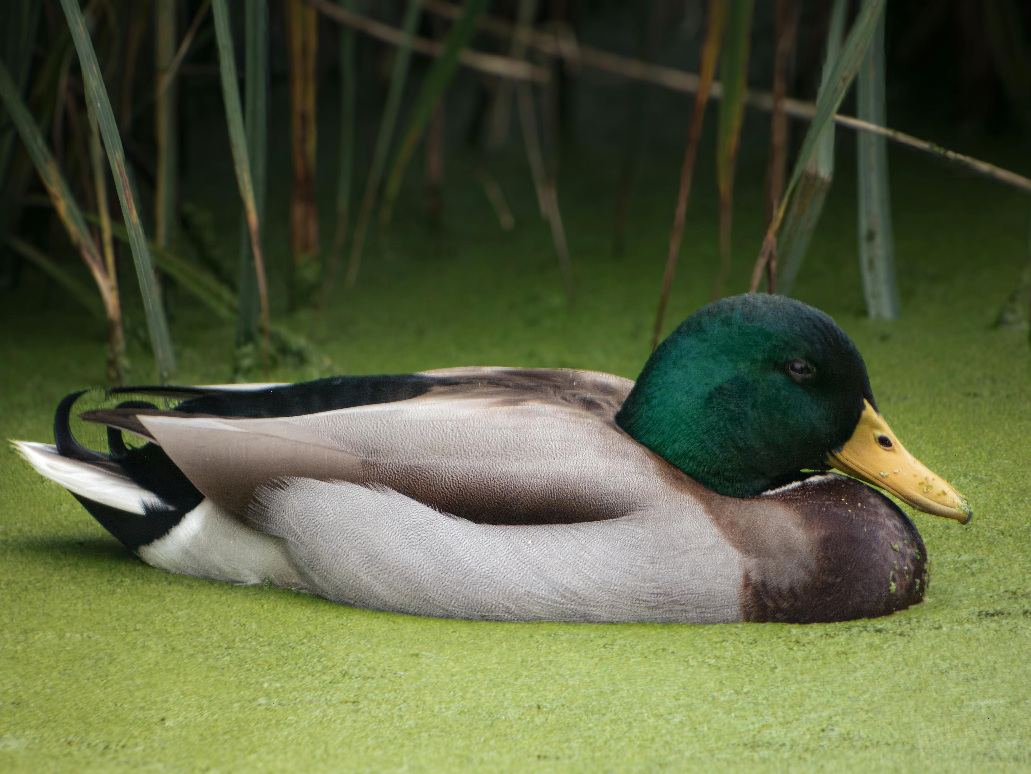 2012 Review of Drake Software — Drake Tax — Photo by Jimmyk photos on Pexels