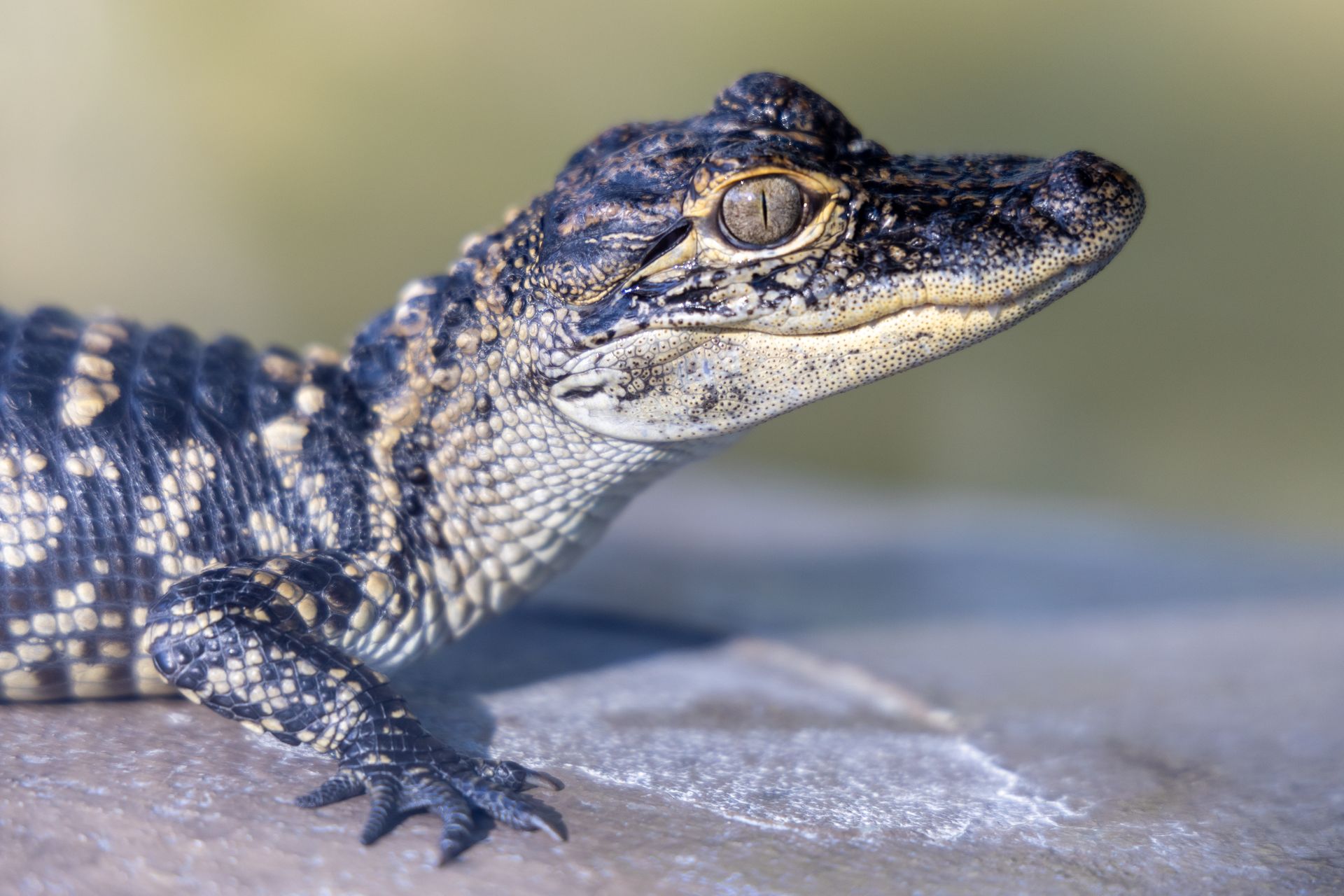 A young American alligator basking in the sun, showcasing detailed scales and natural textures.