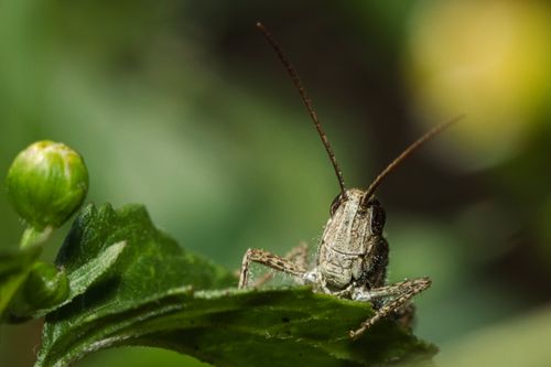Free Close-up of a grasshopper perched on a green leaf, showcasing detail and texture. Stock Photo