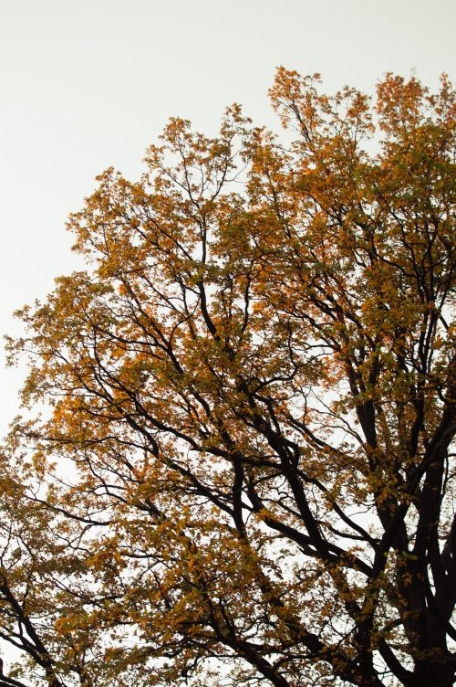 Free Colorful autumn leaves on tree branches against sky in Łódź park. Peaceful and natural setting. Stock Photo