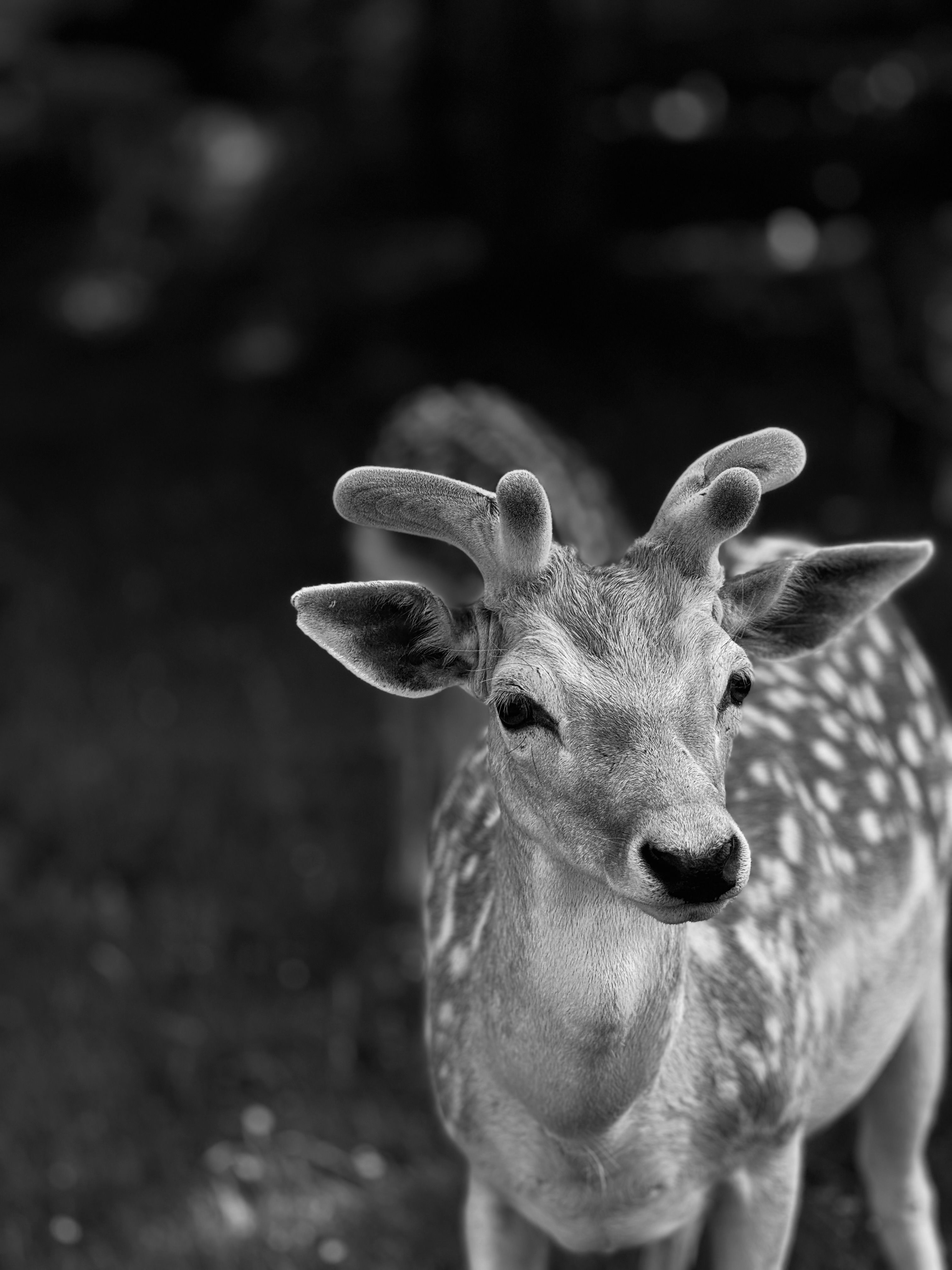Black And White Photography Of Baby Animals