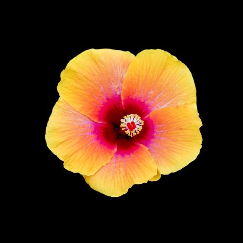 Free Hibiscus Fire Stock Photo