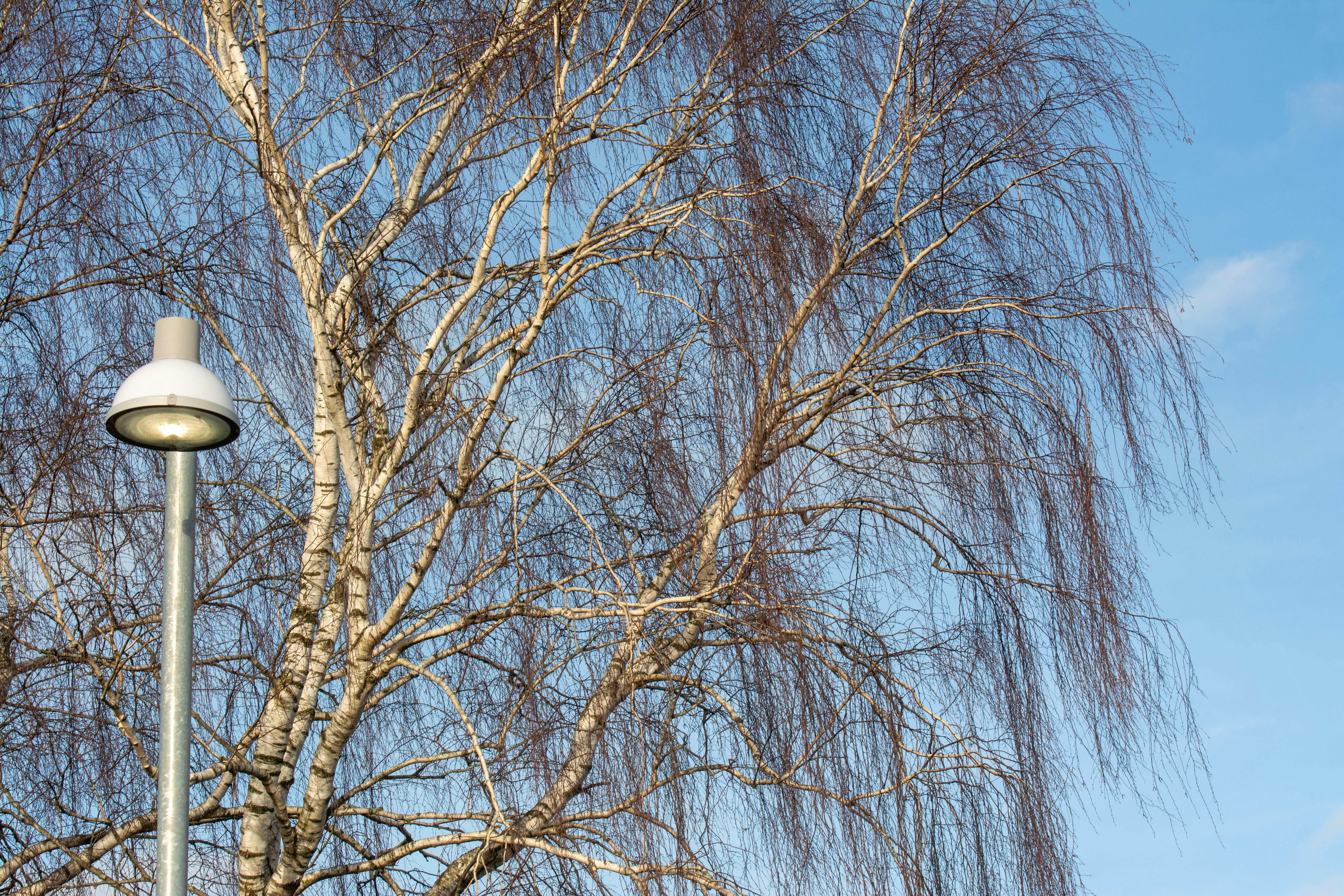 Street lamp beside bare birch trees under a clear blue sky. Winter scene outdoors.