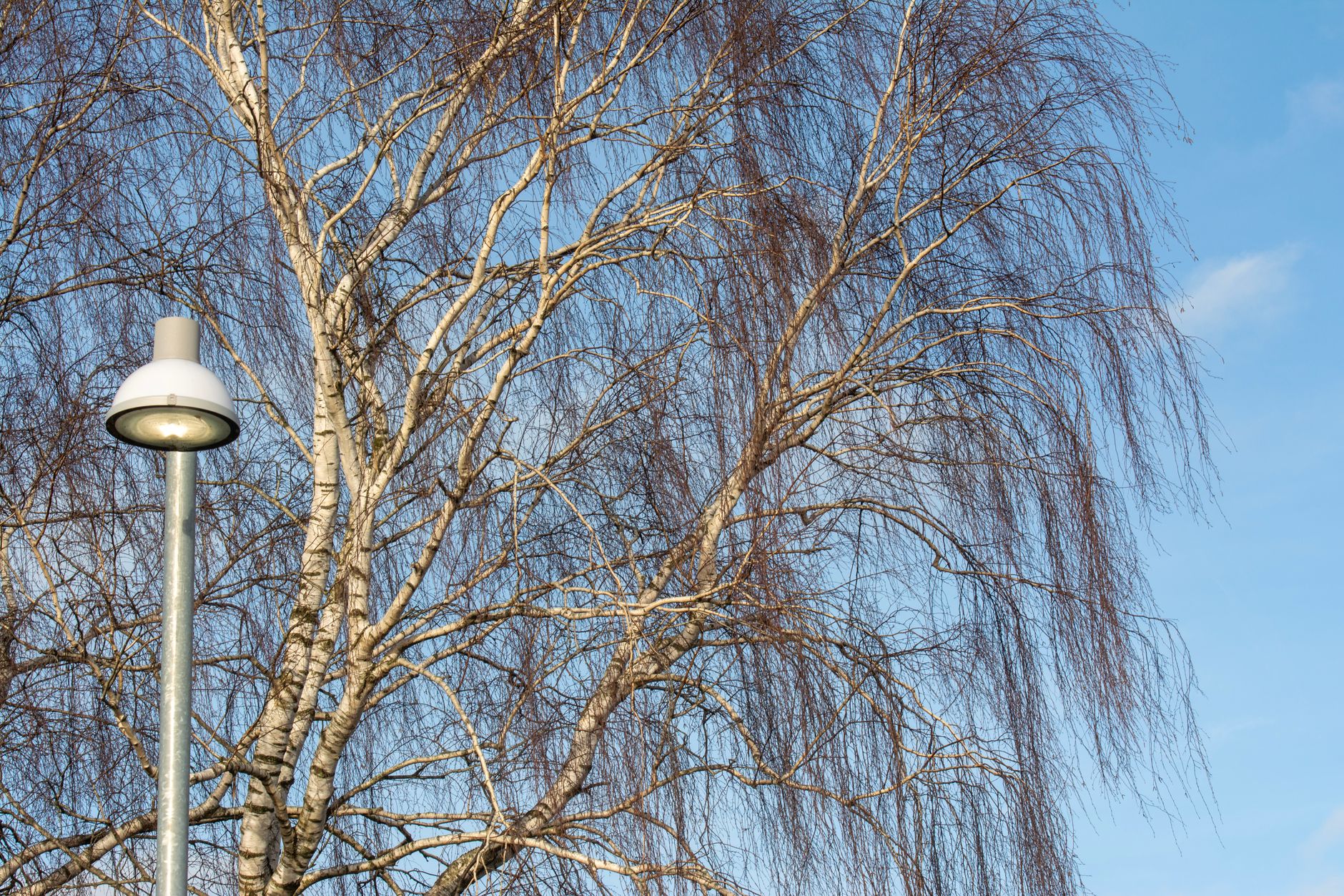 Street lamp beside bare birch trees under a clear blue sky. Winter scene outdoors.