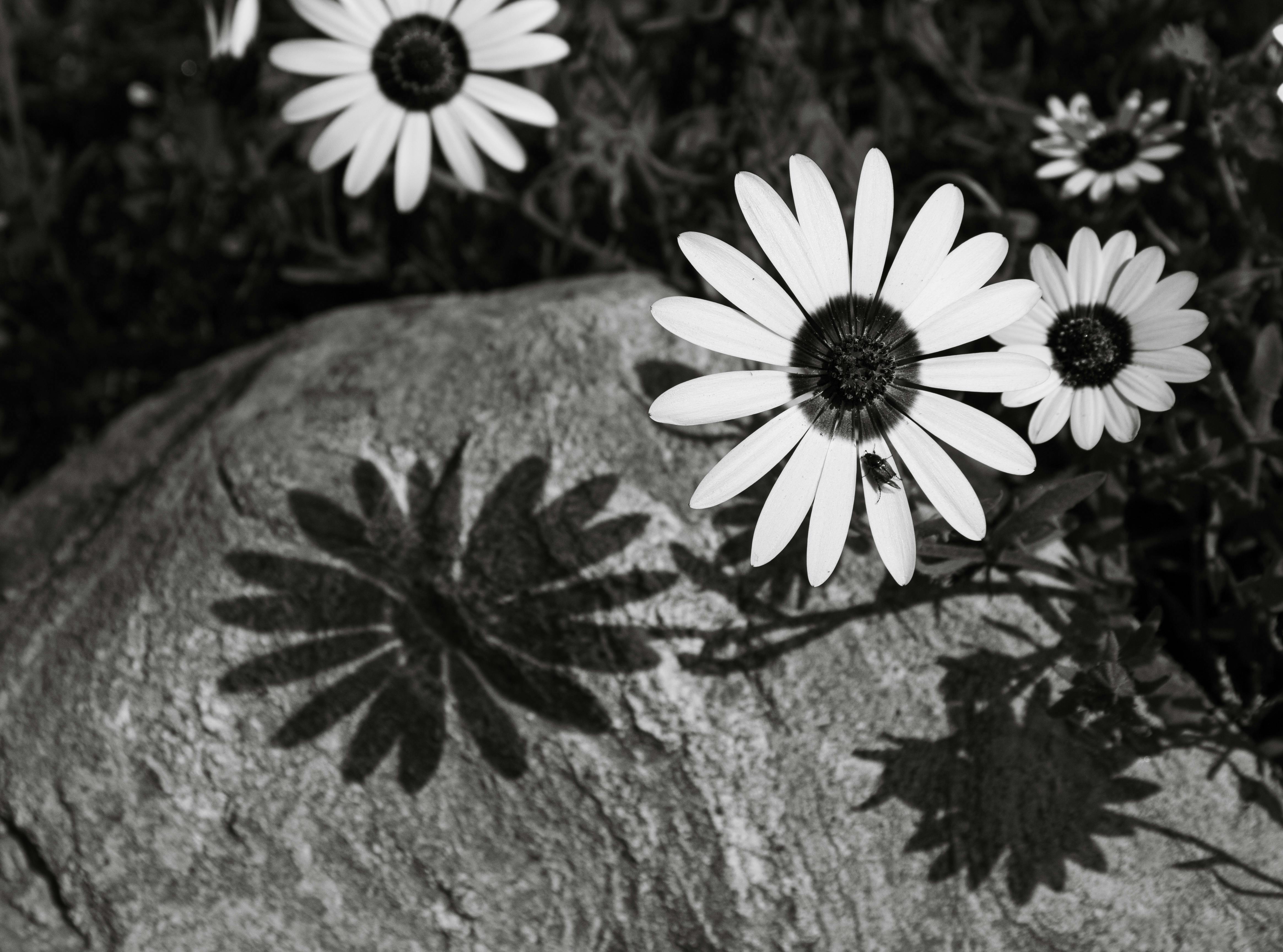 Monochrome daisy casting a striking shadow on a stone surface.