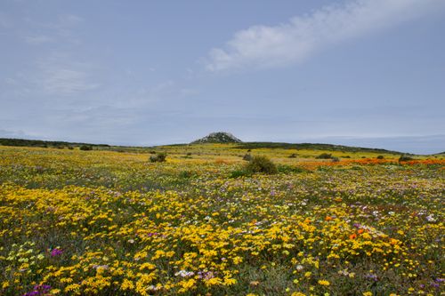 Free Expansive field of colorful spring wildflowers with a distant hill under a clear blue sky. Stock Photo