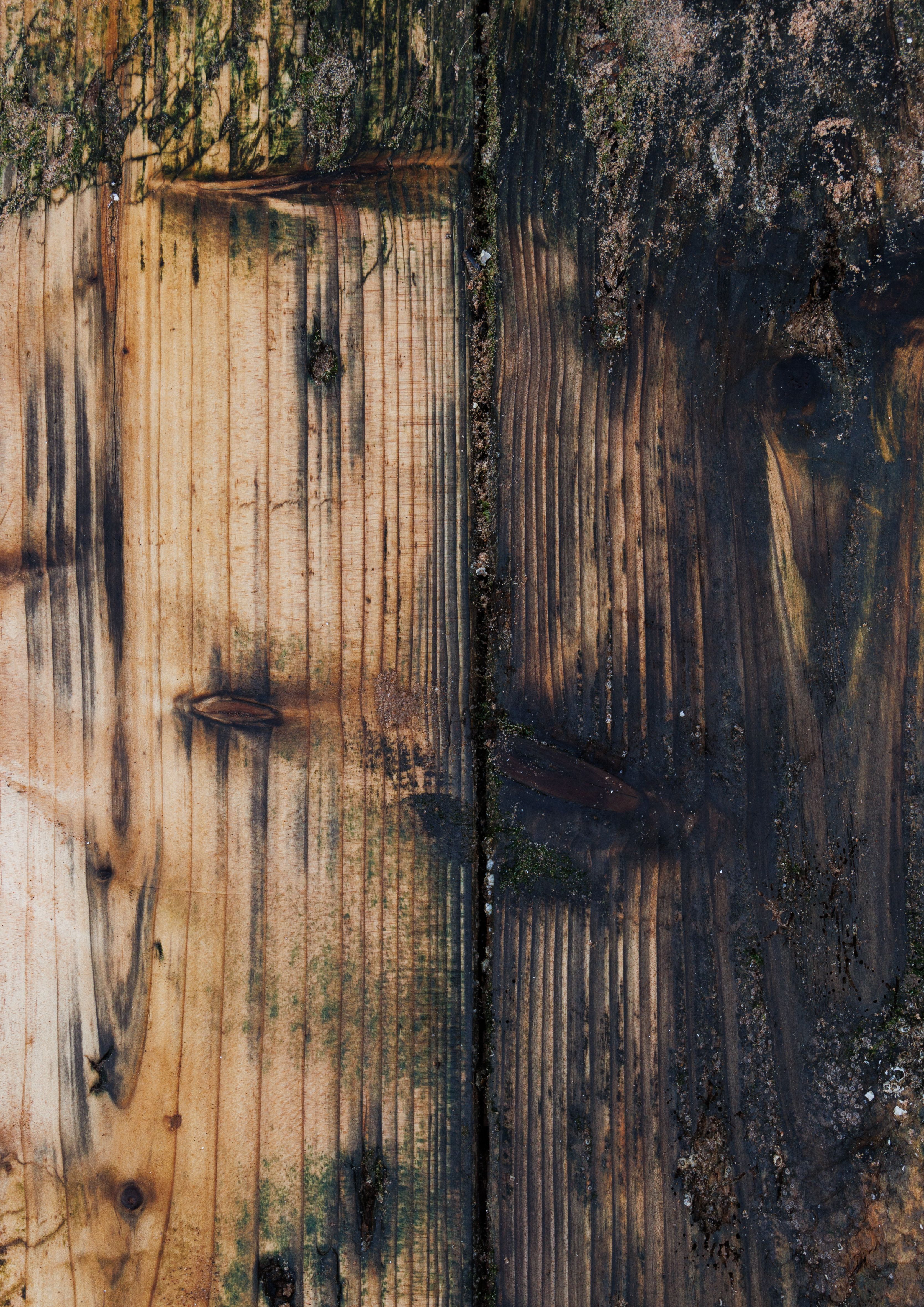Attic Mold Remediation in Nobleton, FL