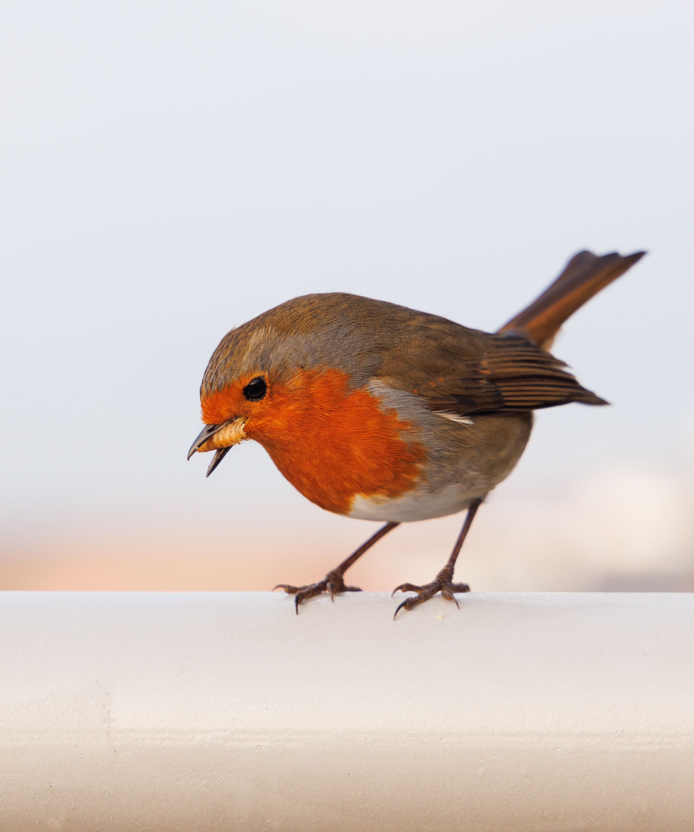 Close Up Of A European Robin Perched Outdoors Free Stock Photo