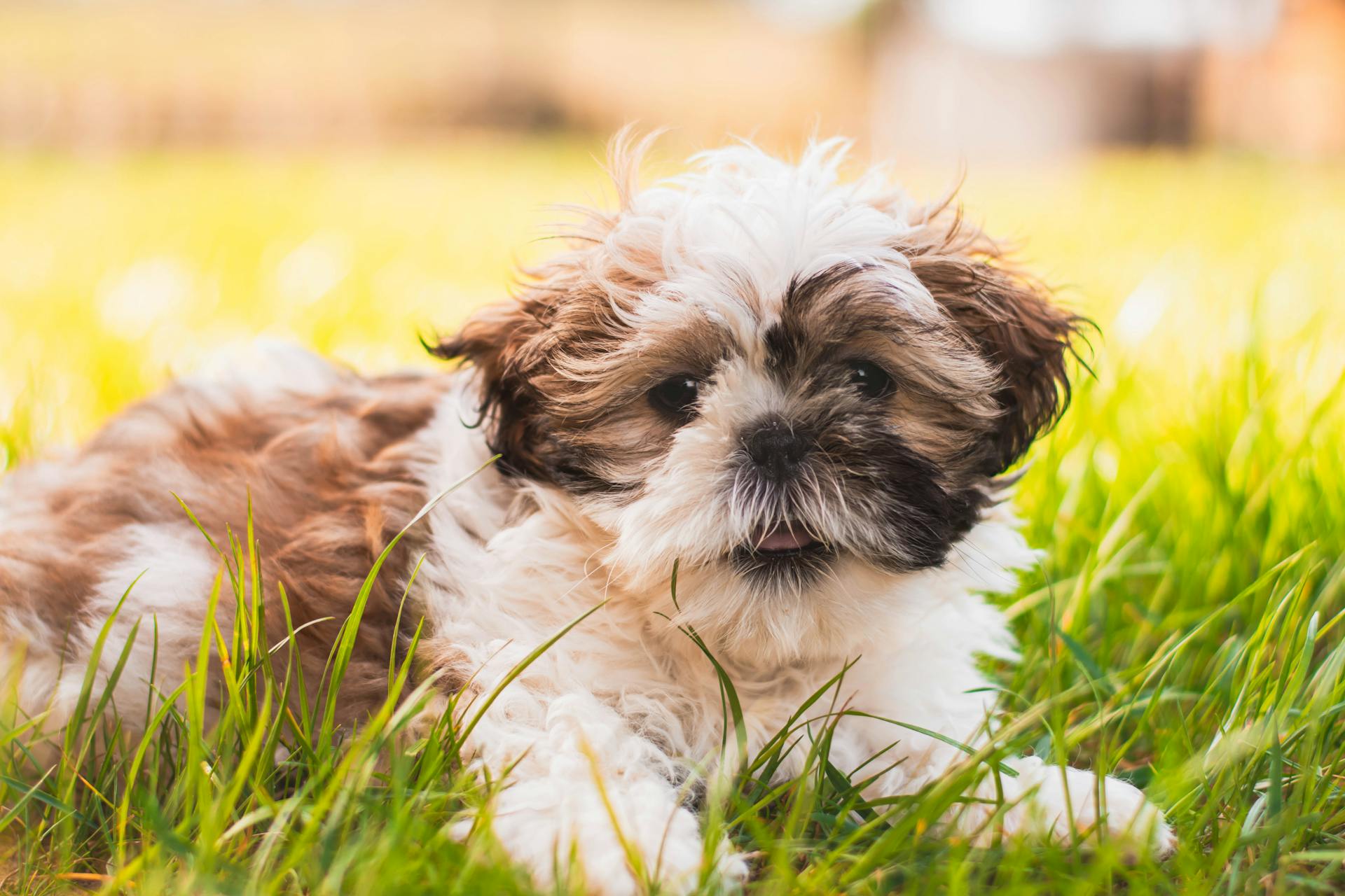 Un adorable chiot Shih Tzu se détend à l'extérieur par une journée ensoleillée, entouré d'une herbe verte vibrante.