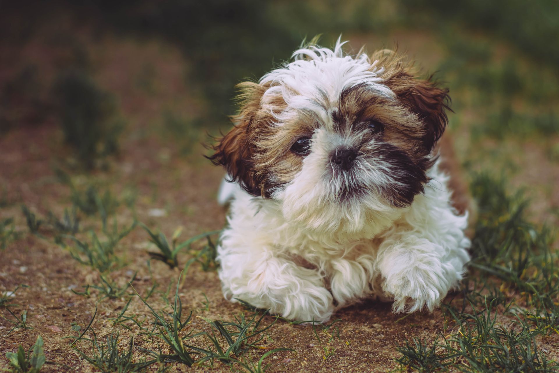 Charming Shih Tzu puppy lying on grass outdoors, showcasing its fluffy coat and cute expression.
