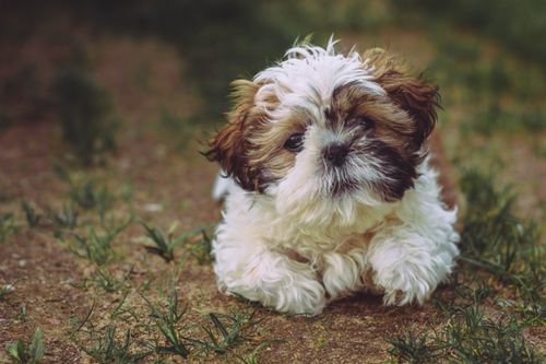 Free Charming Shih Tzu puppy lying on grass outdoors, showcasing its fluffy coat and cute expression. Stock Photo