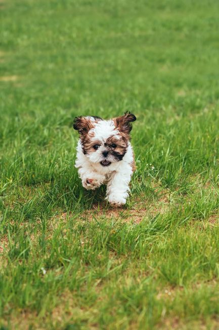 Adorable Shih Tzu puppy energetically running on a green lawn outdoors.