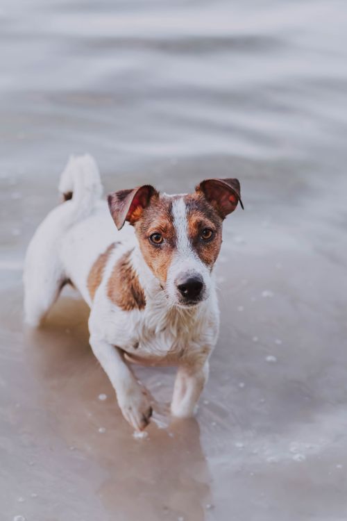 Free A playful Jack Russell Terrier in shallow water, showcasing its lively spirit. Stock Photo