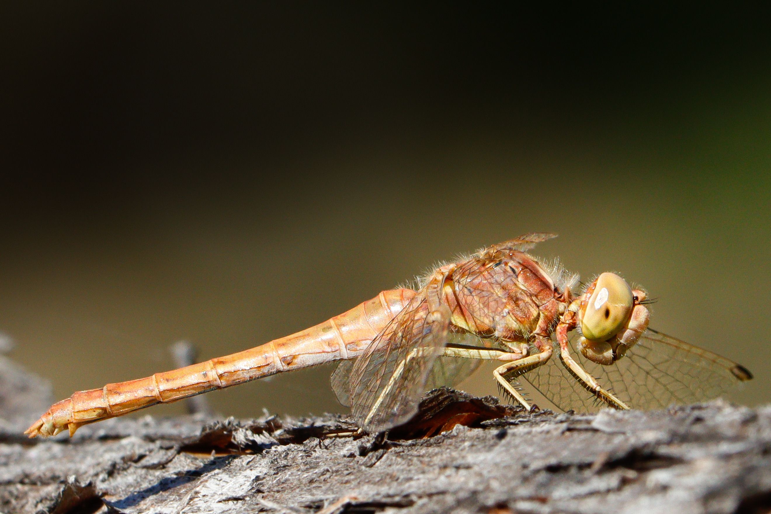 Close-up of a Brown Dragonfly on Wood · Free Stock Photo