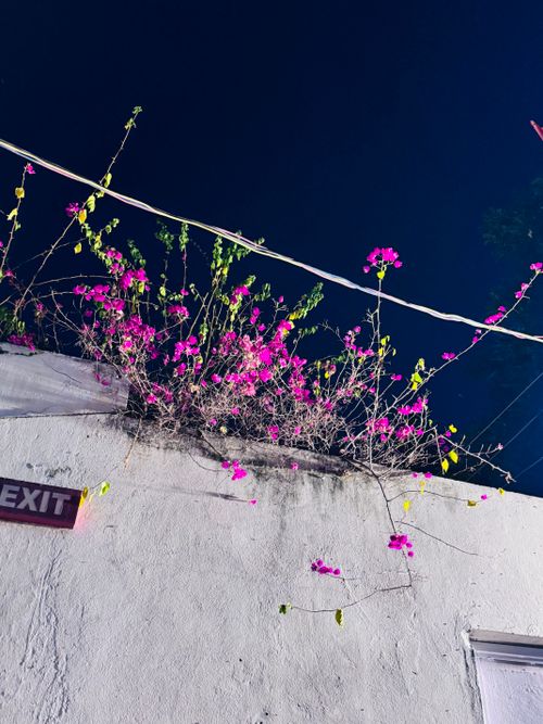 Free pink flower  Stock Photo