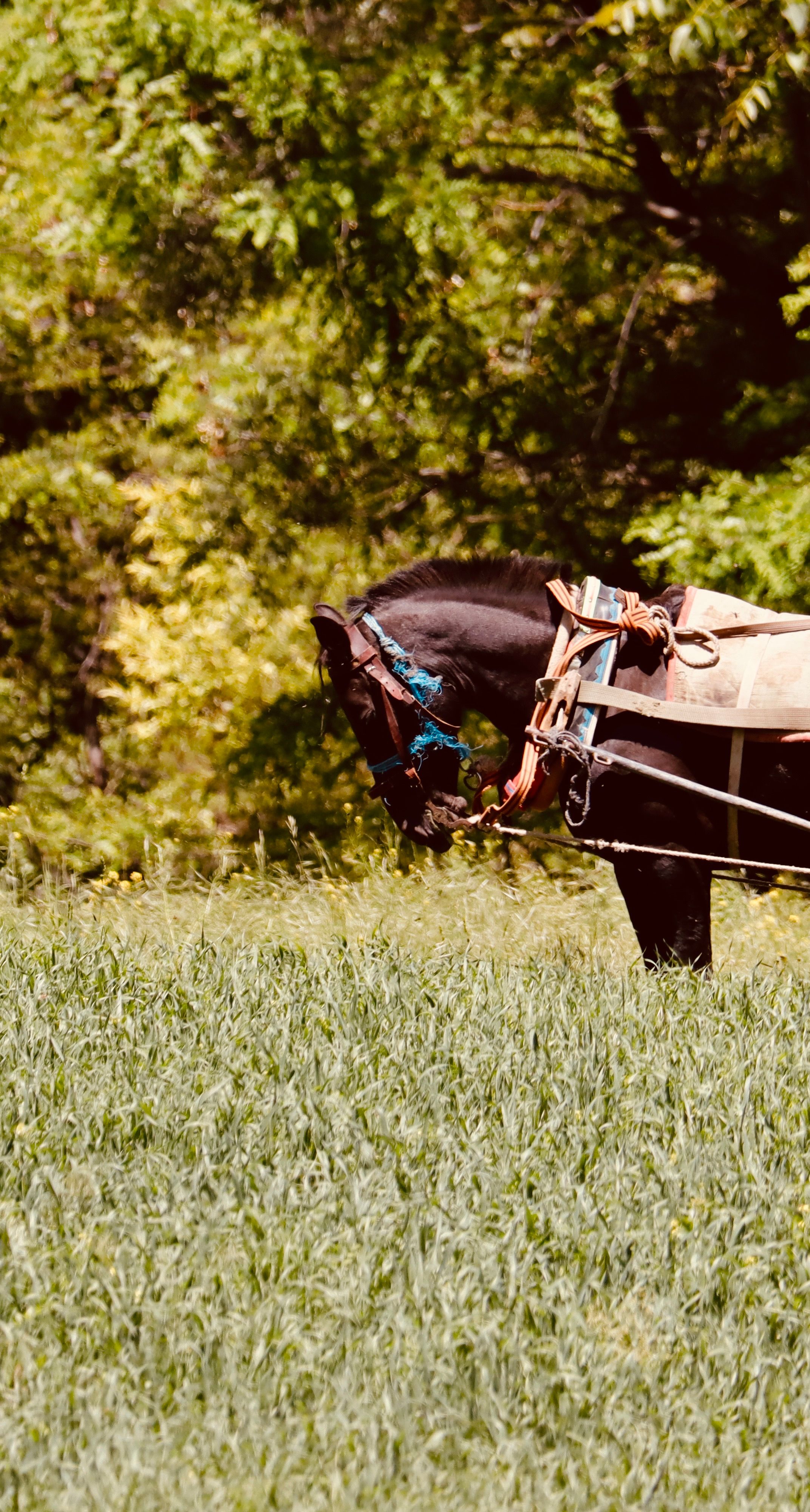 Amish