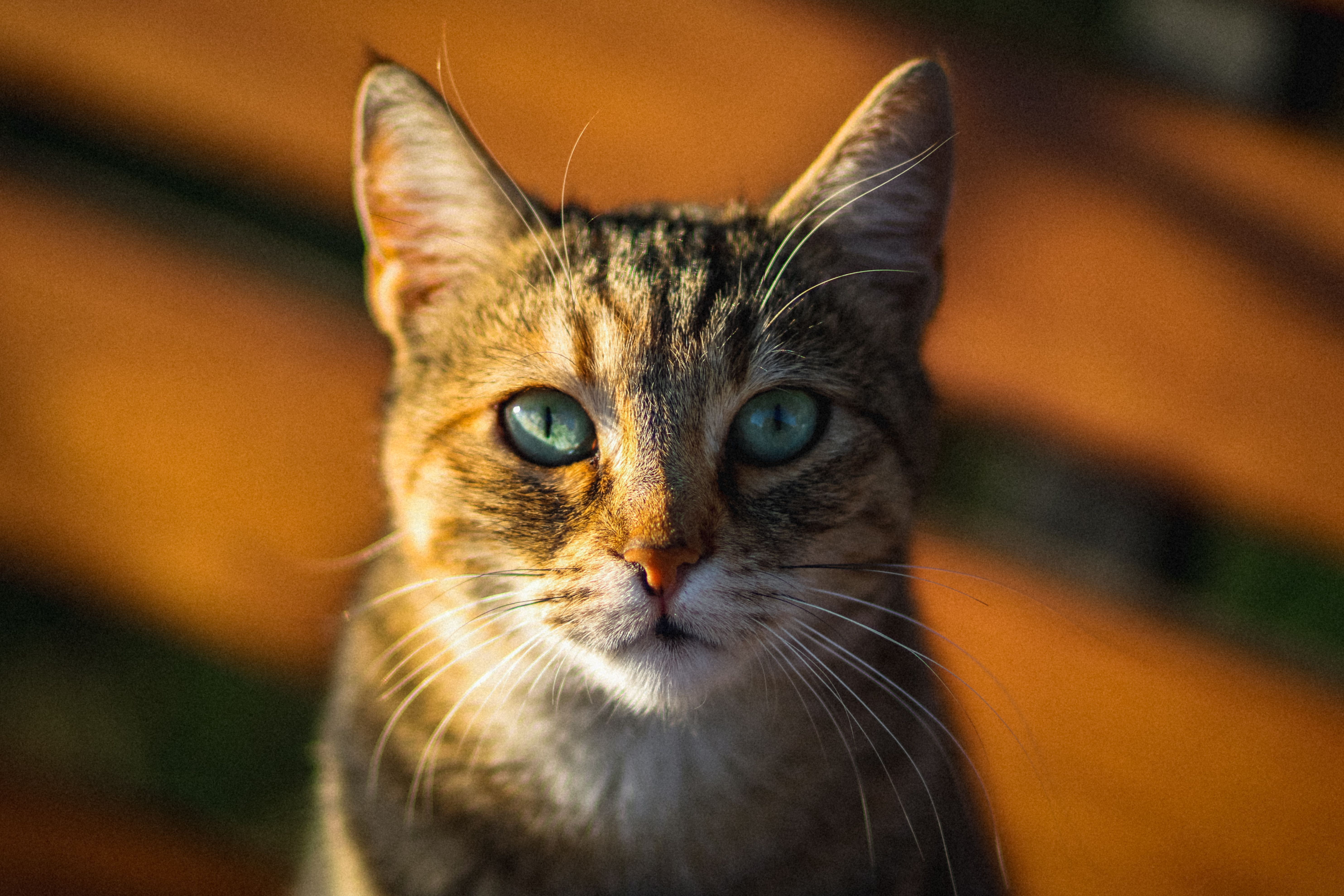Veterinary care for a cat