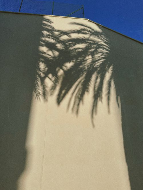 Free Artistic shadow of a palm tree projected on a wall under clear blue skies. Stock Photo