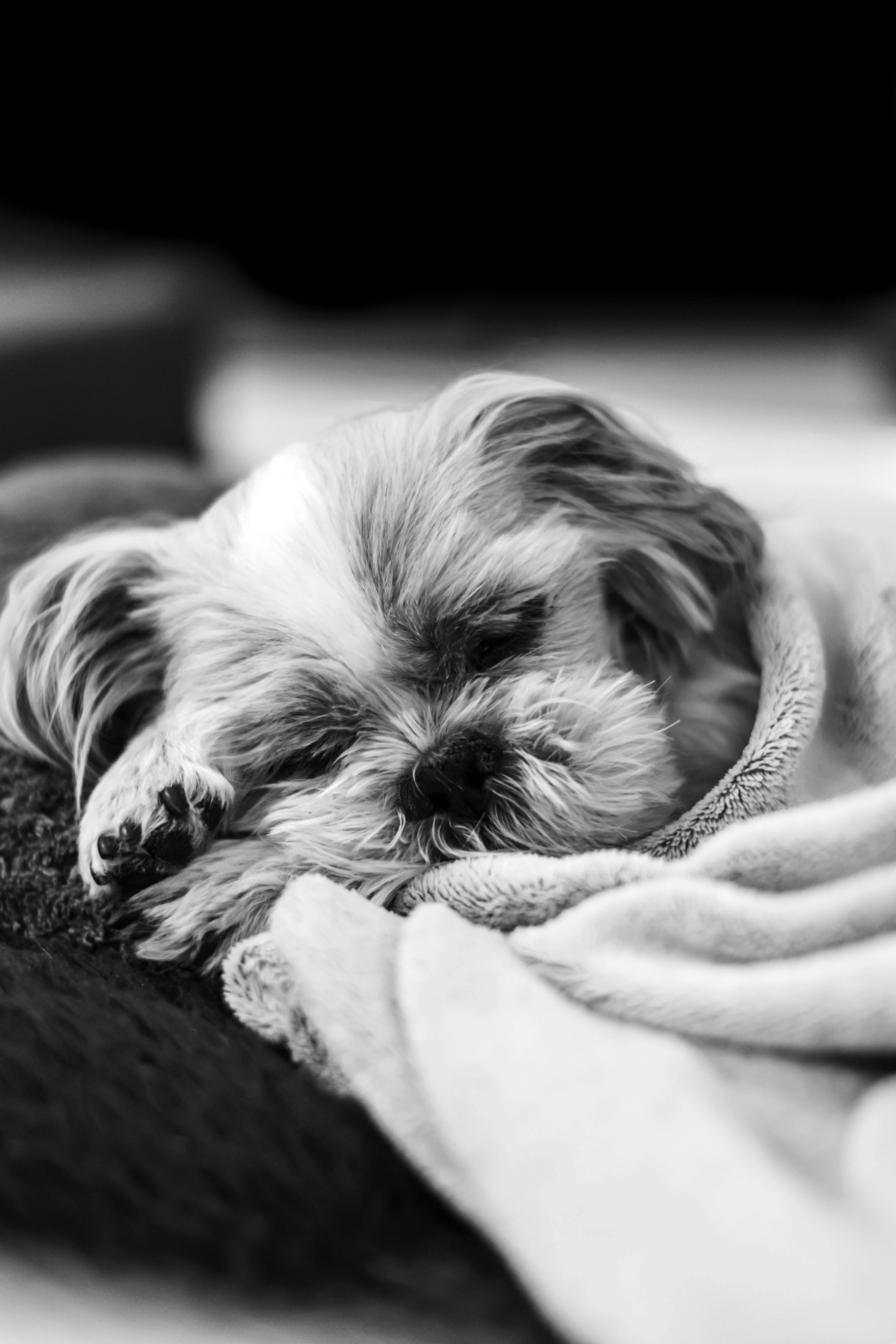 Cute Shih Tzu Puppy Sleeping Peacefully Indoors · Free Stock Photo, image size:4000x6000