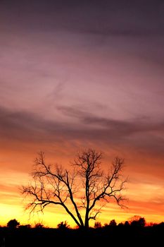 A stunning bare tree silhouette against a vivid sunset sky with rich orange hues.