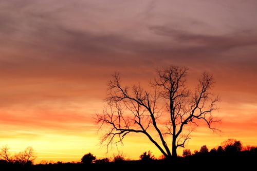 Free A striking silhouette of a barren tree against a vivid sunset sky. Stock Photo