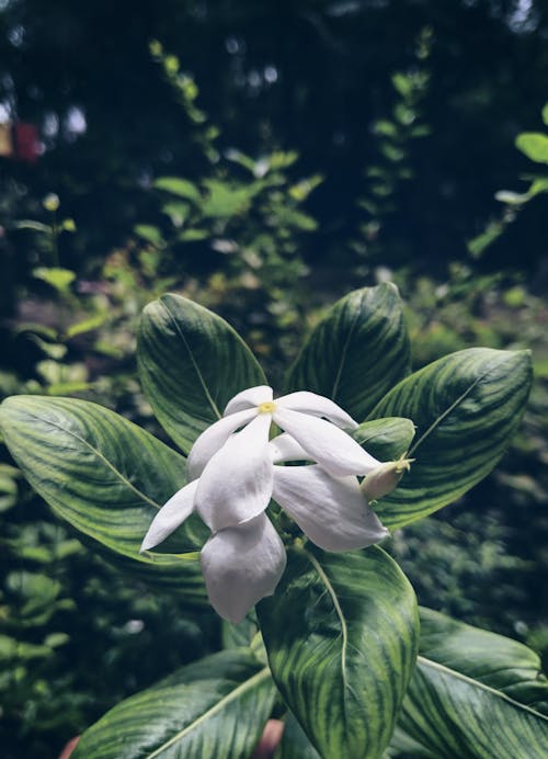 白色的花 的 免费素材图片