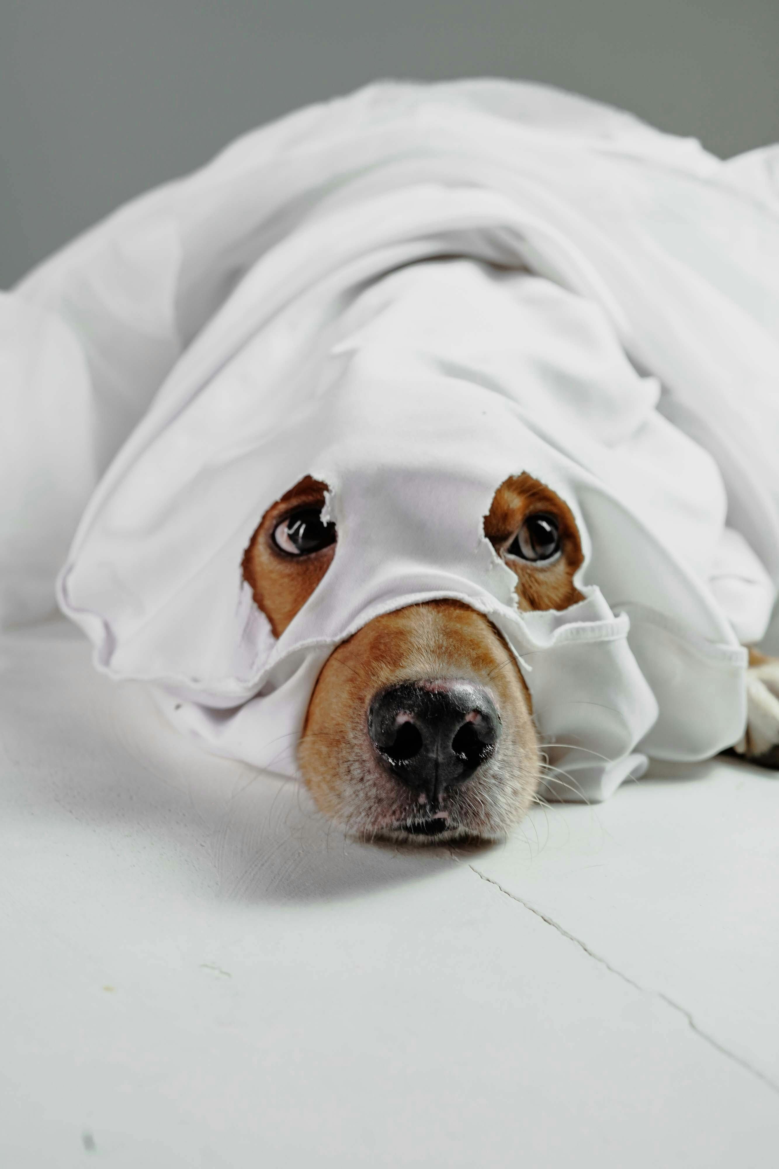 Cute dog playfully peering through a white sheet, resembling a ghost costume.