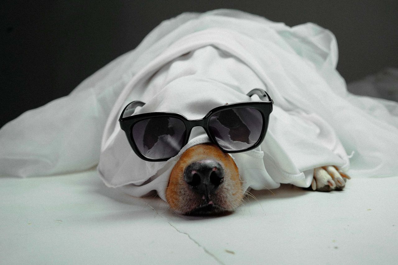a dog humorously dressed with sunglasses and a sheet evoking a playful