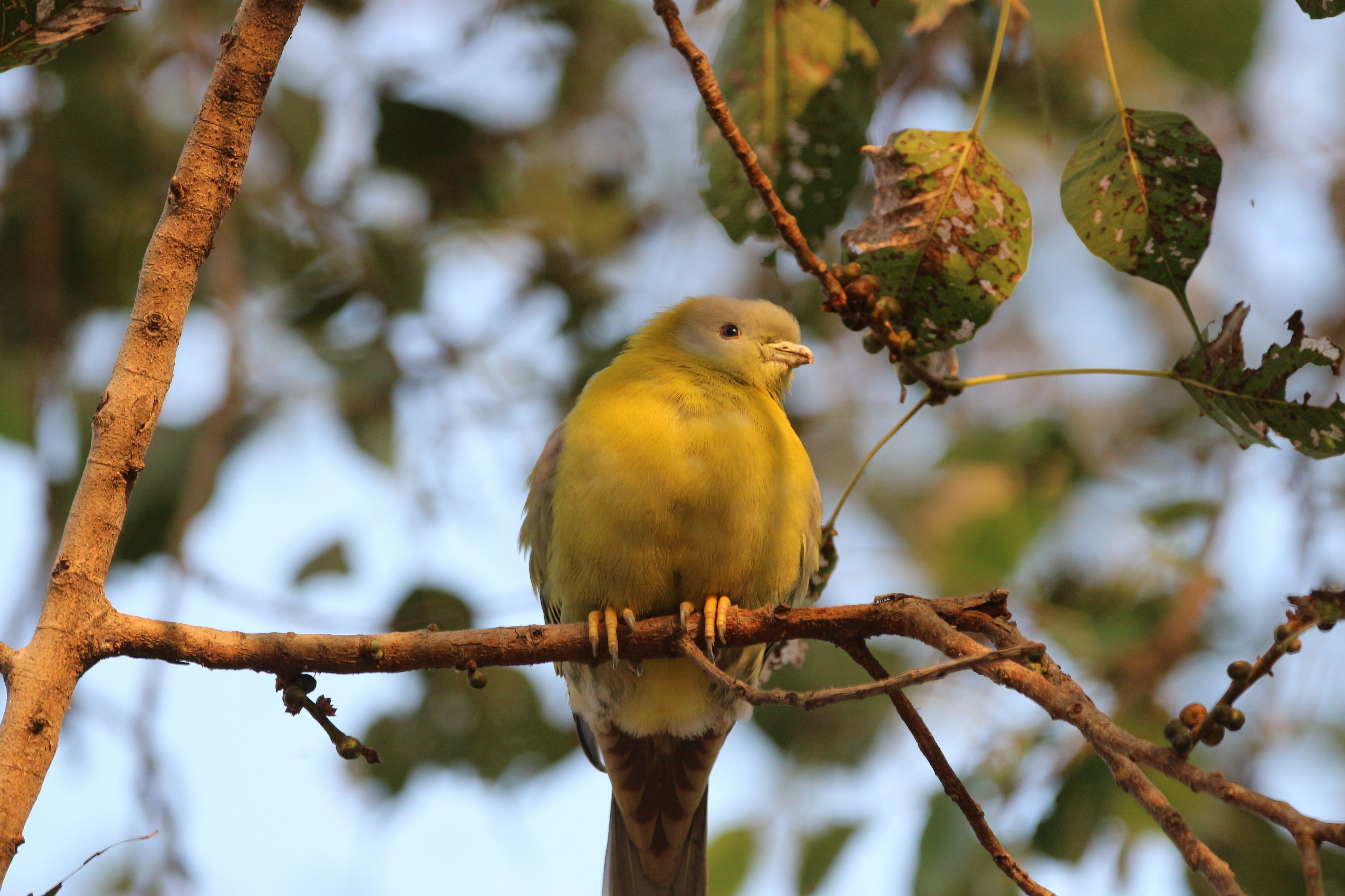 Yellow Bird Perched on Tree Branch in Nature · Free Stock Photo