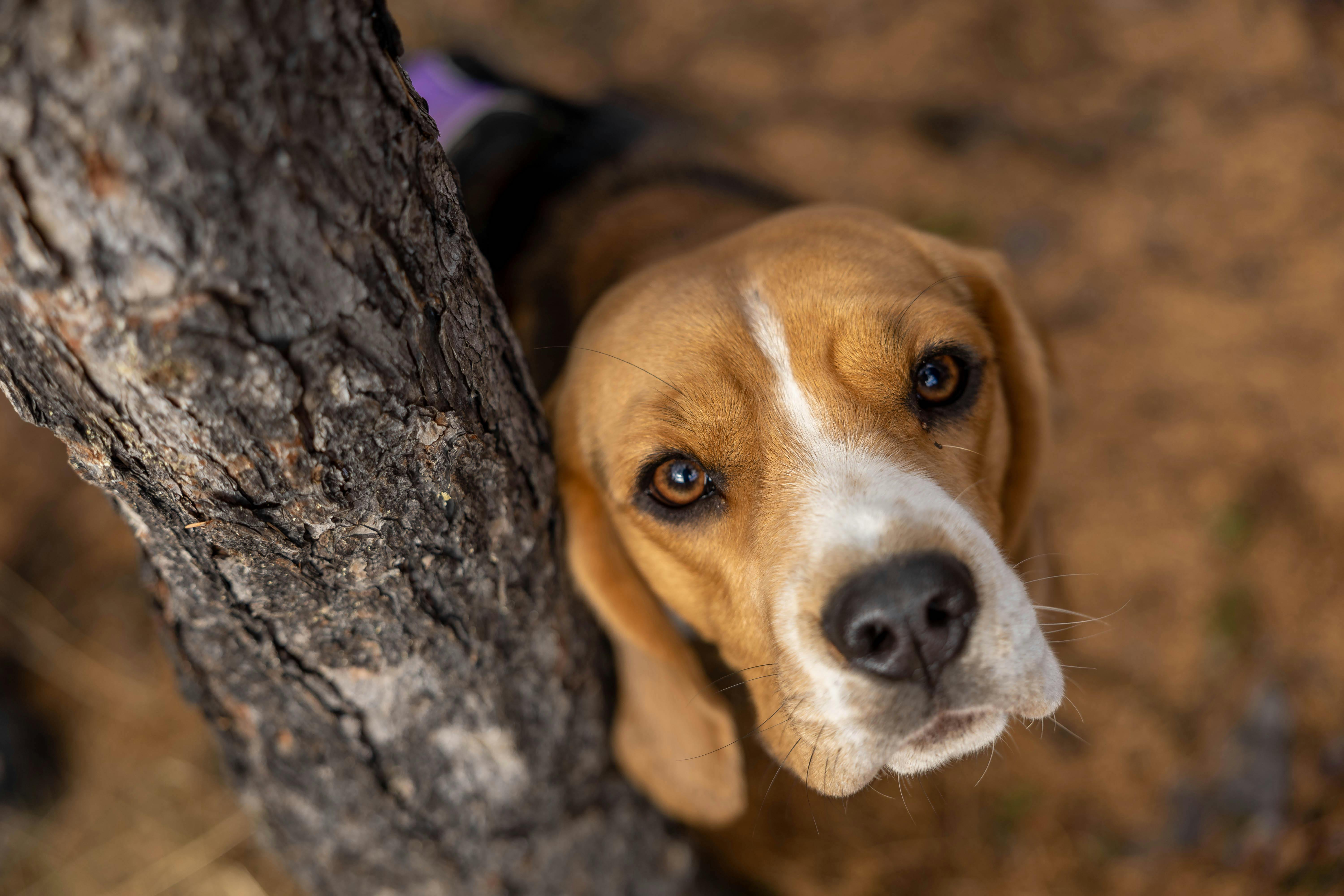 Η Μύτη του Beagle: Γιατί Μυρίζει τα Πάντα και Πώς να το Διαχειριστείτε