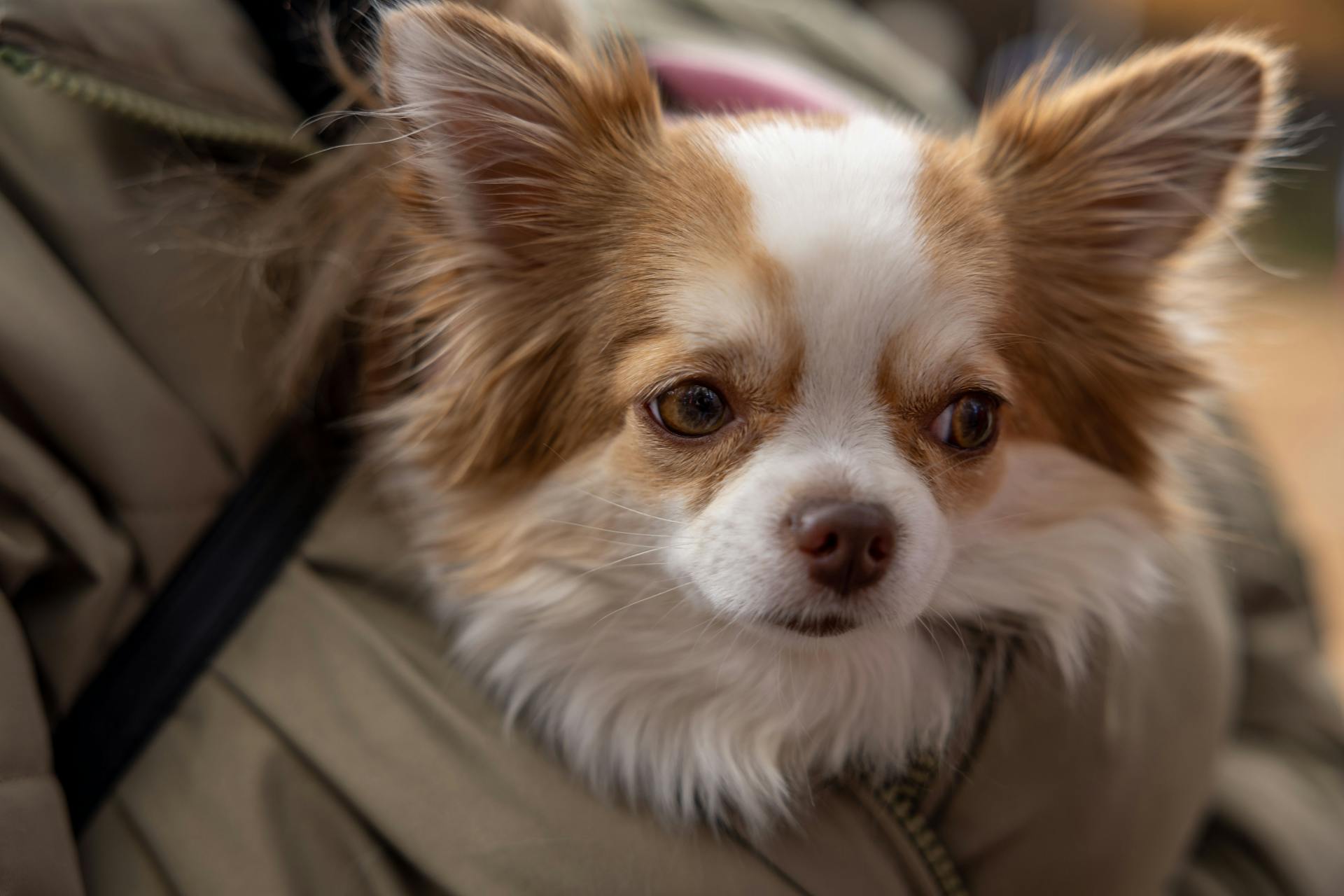 Adorable long-haired Chihuahua dog nestled in a warm jacket outdoors.